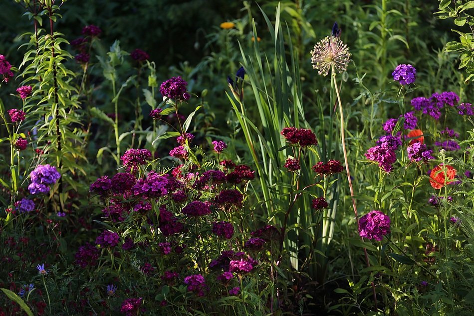 Closeup view of Beauty Garden Flowers free image download