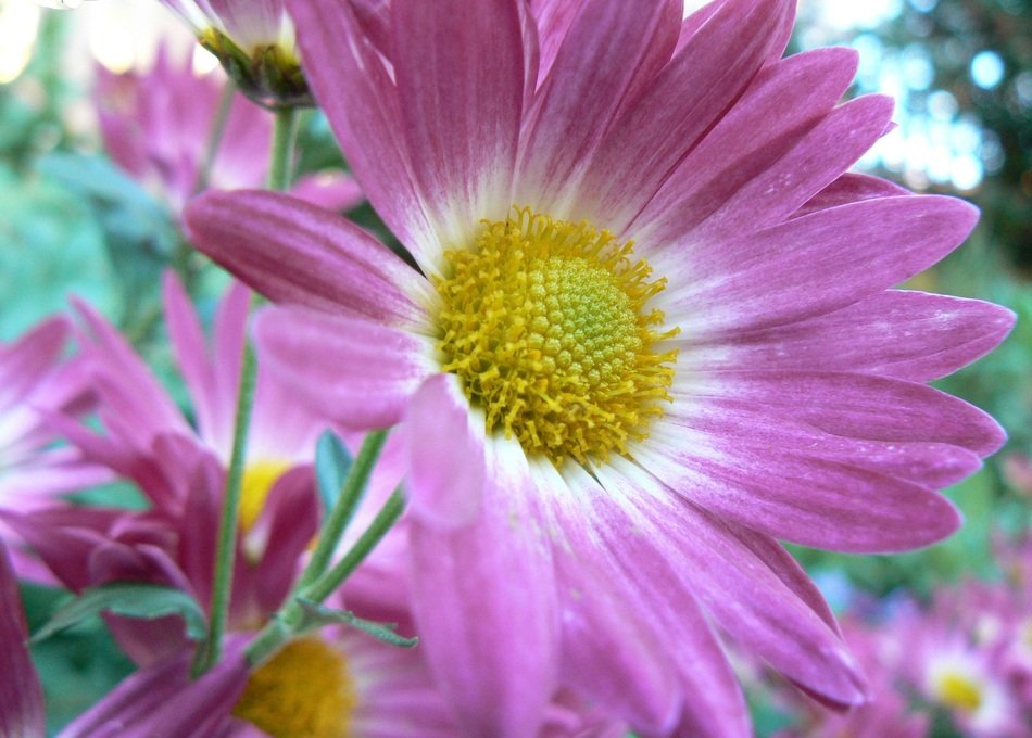 Flower big Daisy yellow free image download