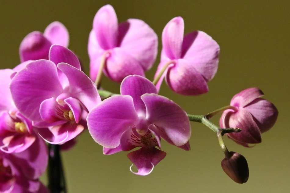 Pink Orchid Flower free image download