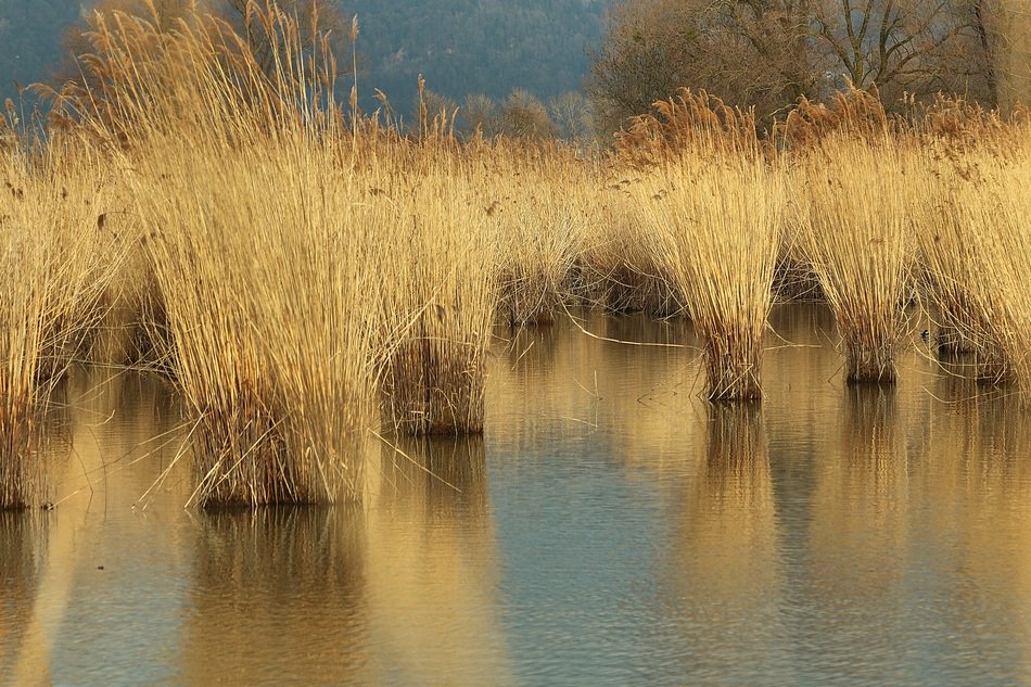 Reed Lake free image download