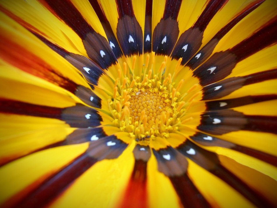 Yellow brown decorative flower free image download