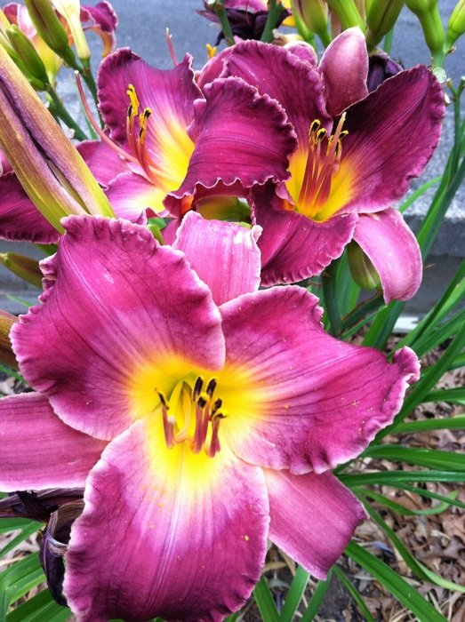 Flowers bloom free image download