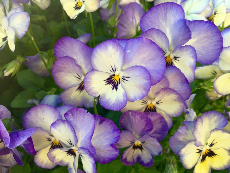 Flowers Pansies free image download