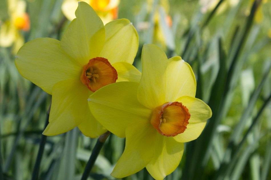 Colorful narcissus flowers blossom in the spring free image download