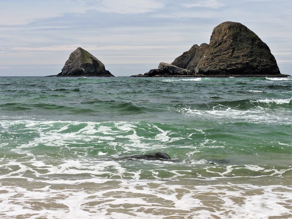 Ocean coast in Oregon free image download
