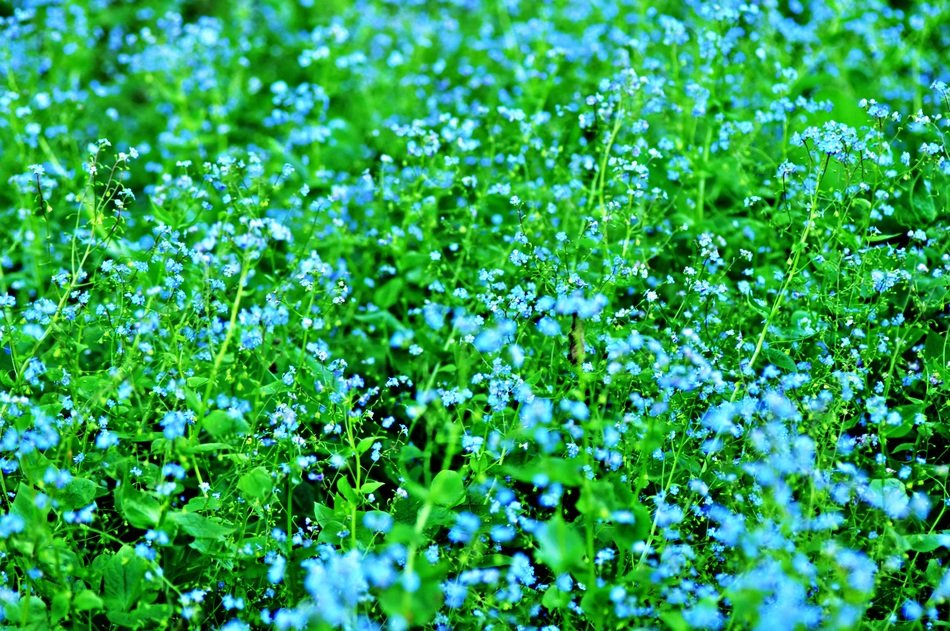Veronica Speedwell free image download