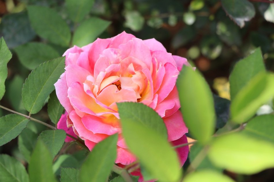 Pink China Rose free image download