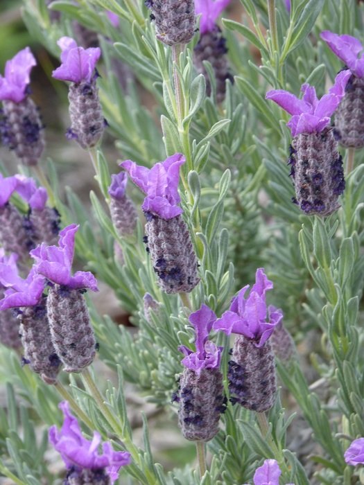 Lavender as an aromatic plant free image download