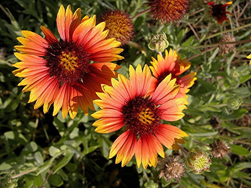 Vibrant Colorful Flower free image download