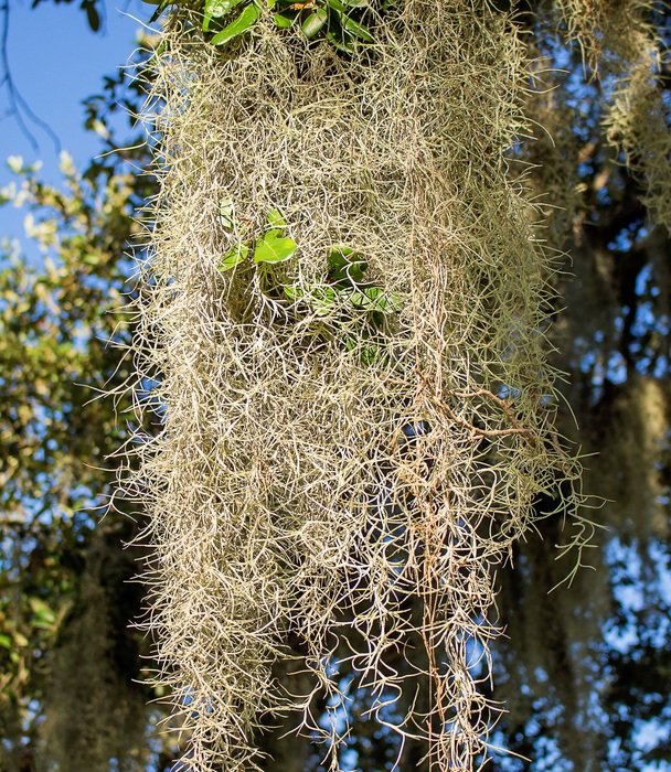 Spanish Moss Plant closeup free image download