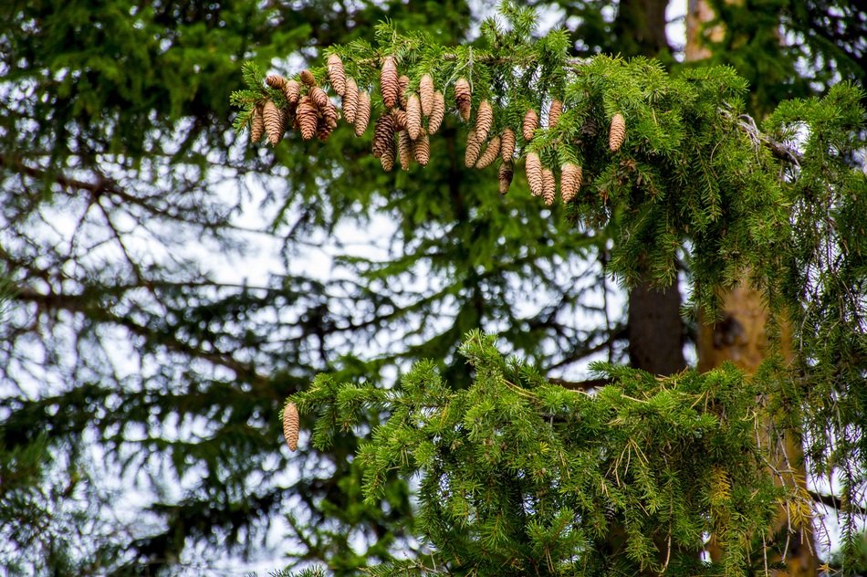 Many cones on the big spruce free image download