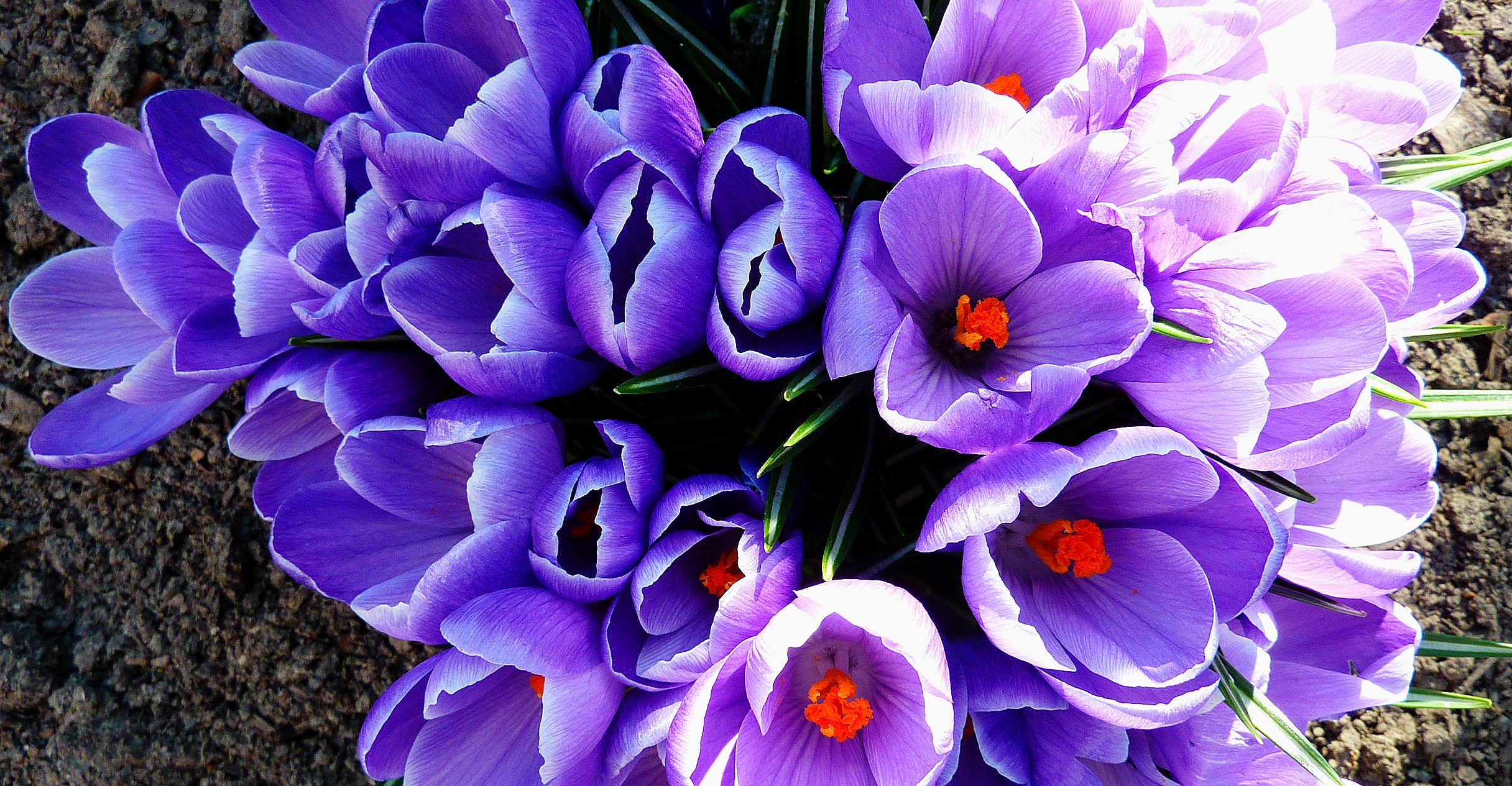 Beautiful flowers of the plants in april free image download