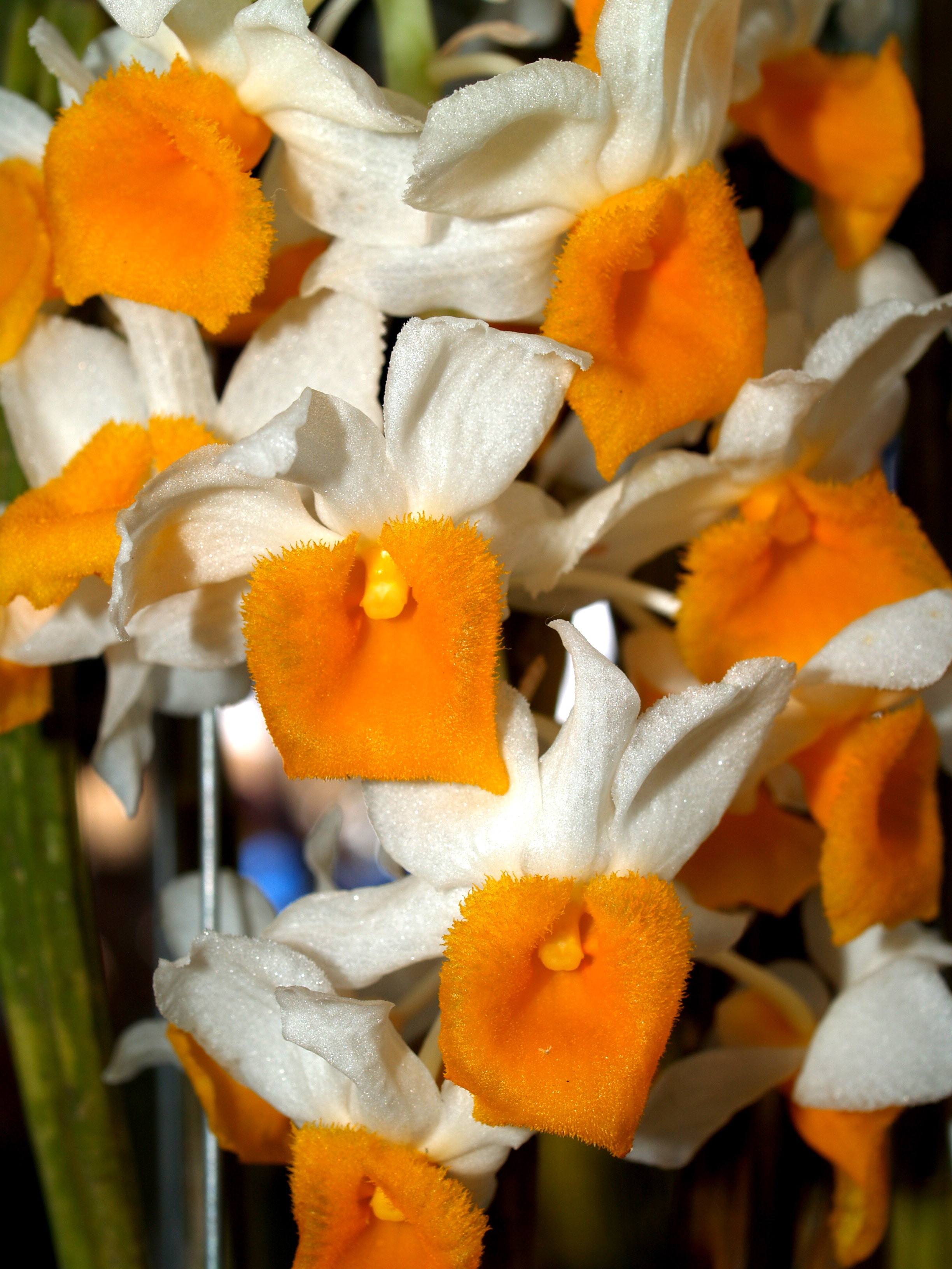 Orchid Flower Bright orange white free image download
