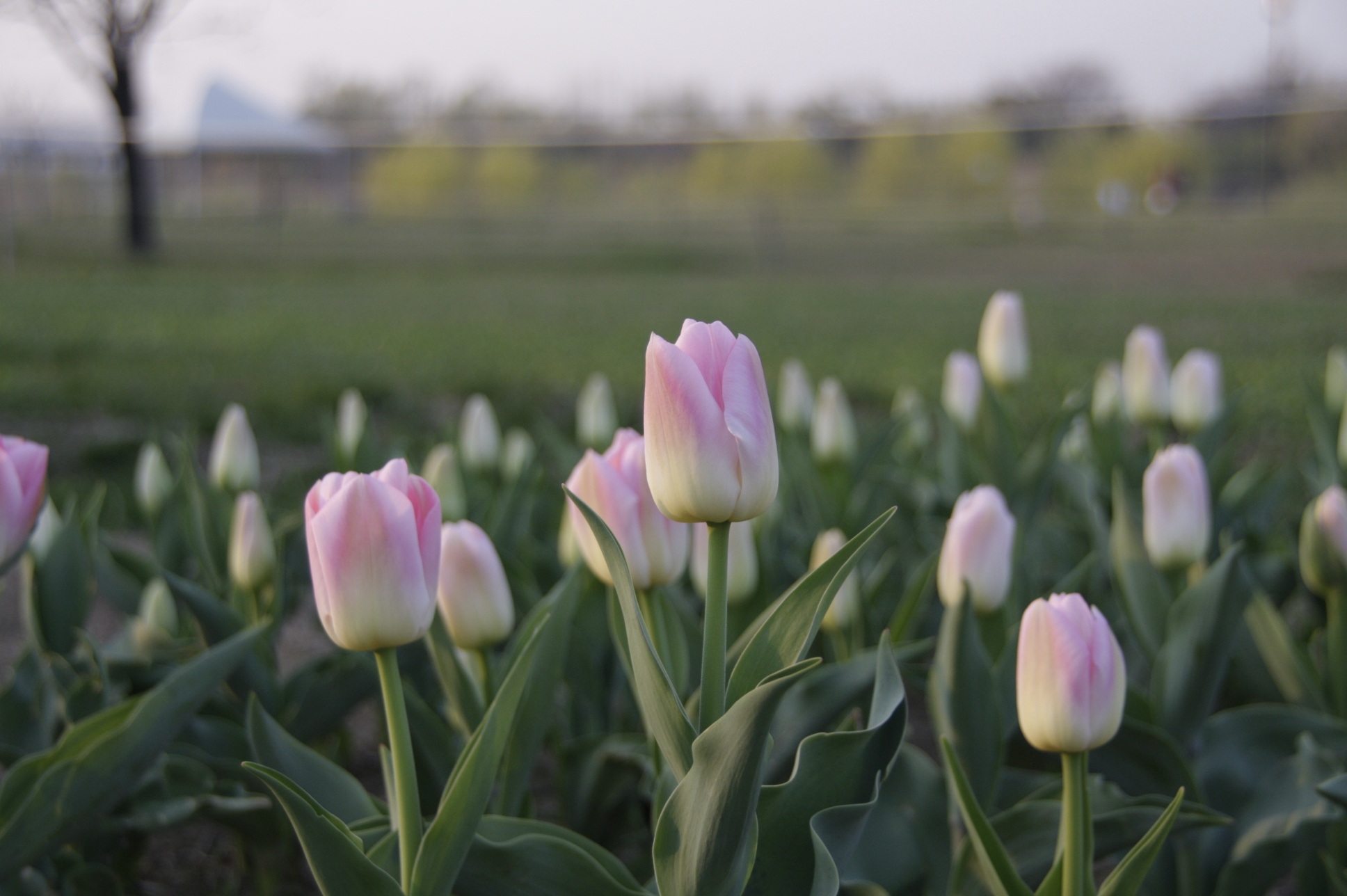 Closeup of the glade of light pink tulips free image download