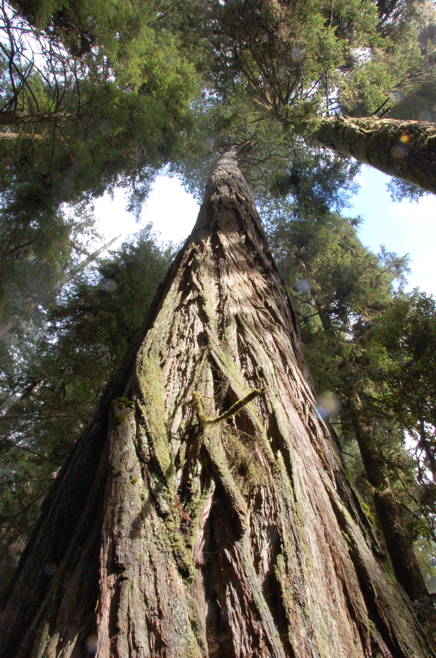 Redwood tree in California free image download