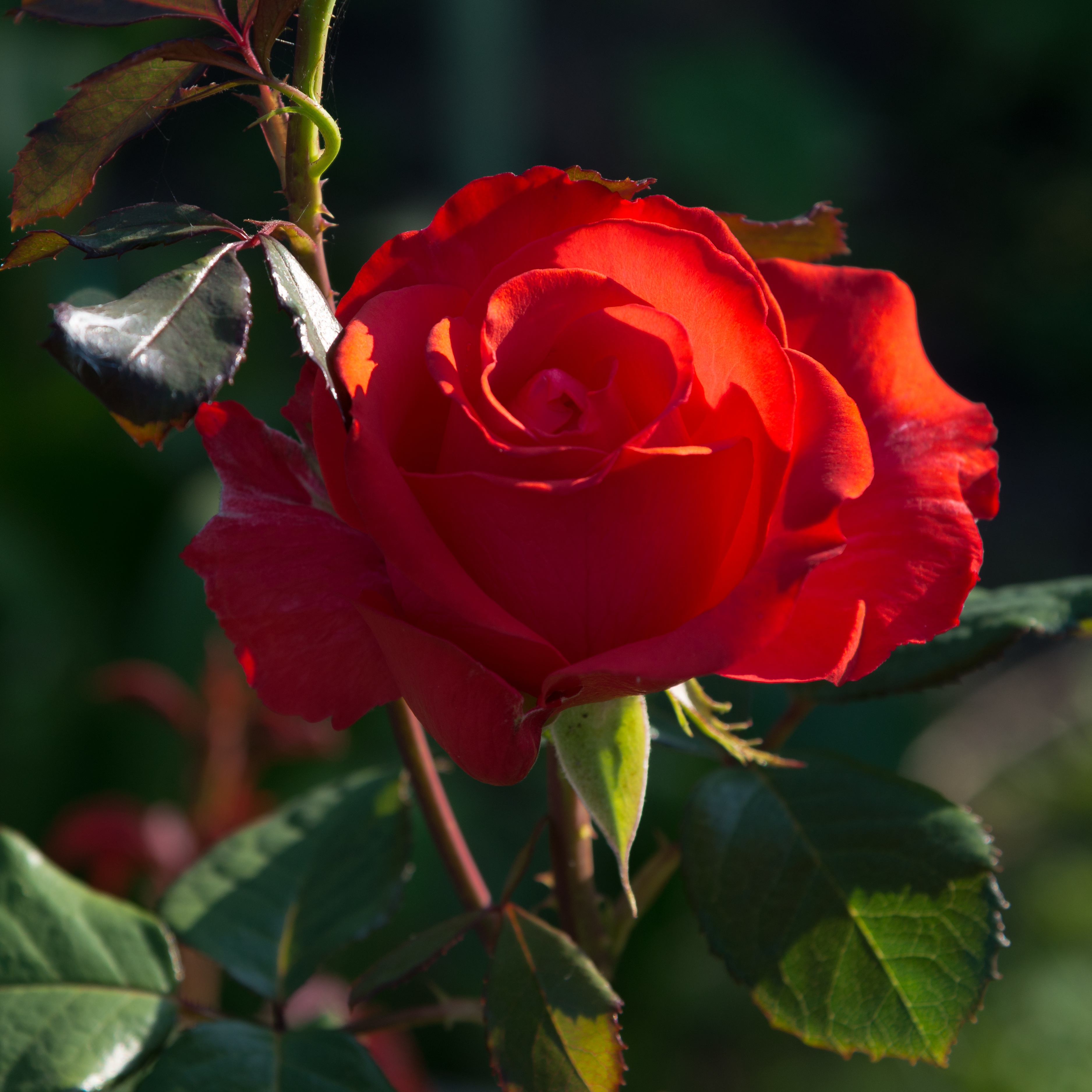 Stunningly beautiful Rose Red Flower free image download