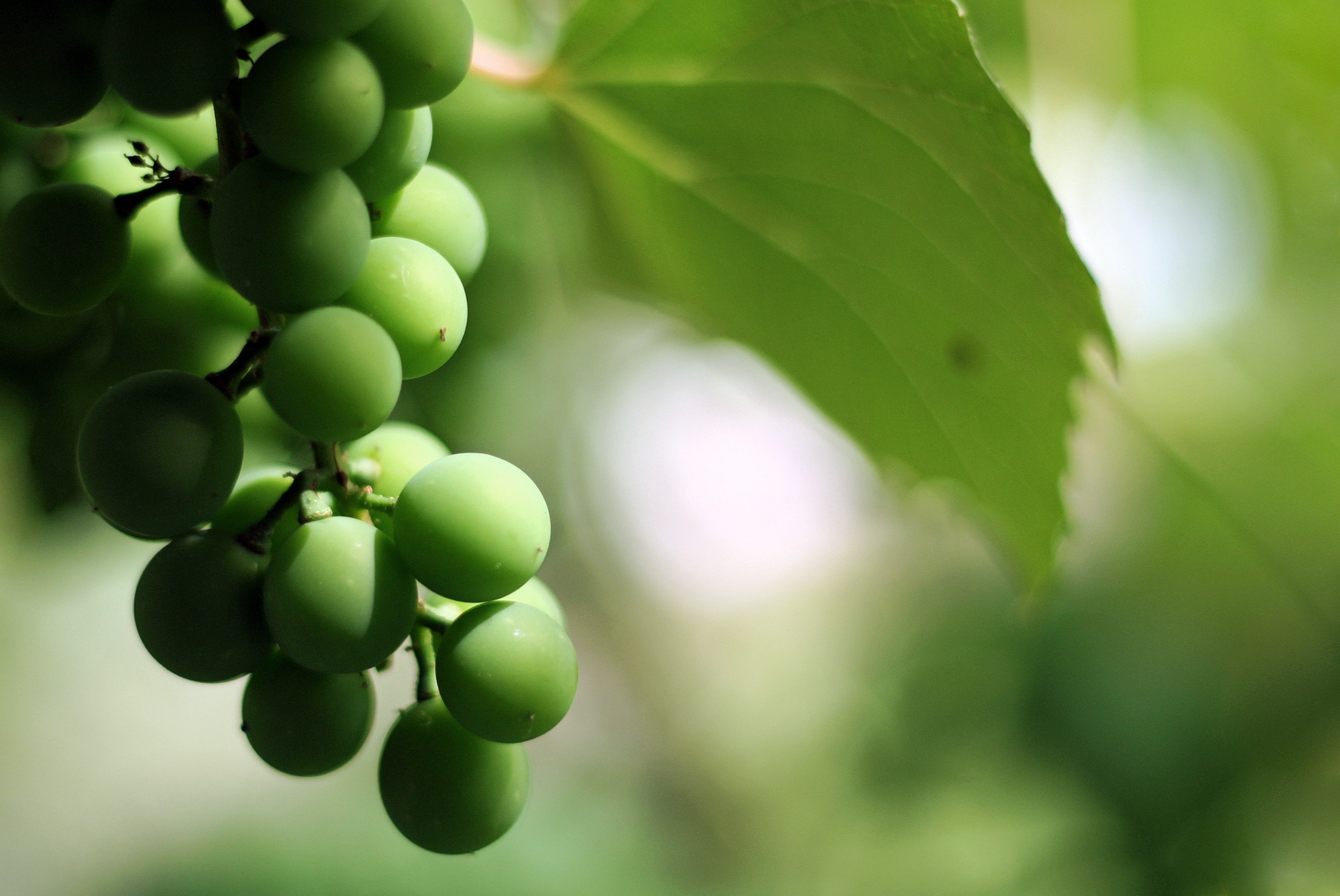 Macro photo of Green grapes free image download