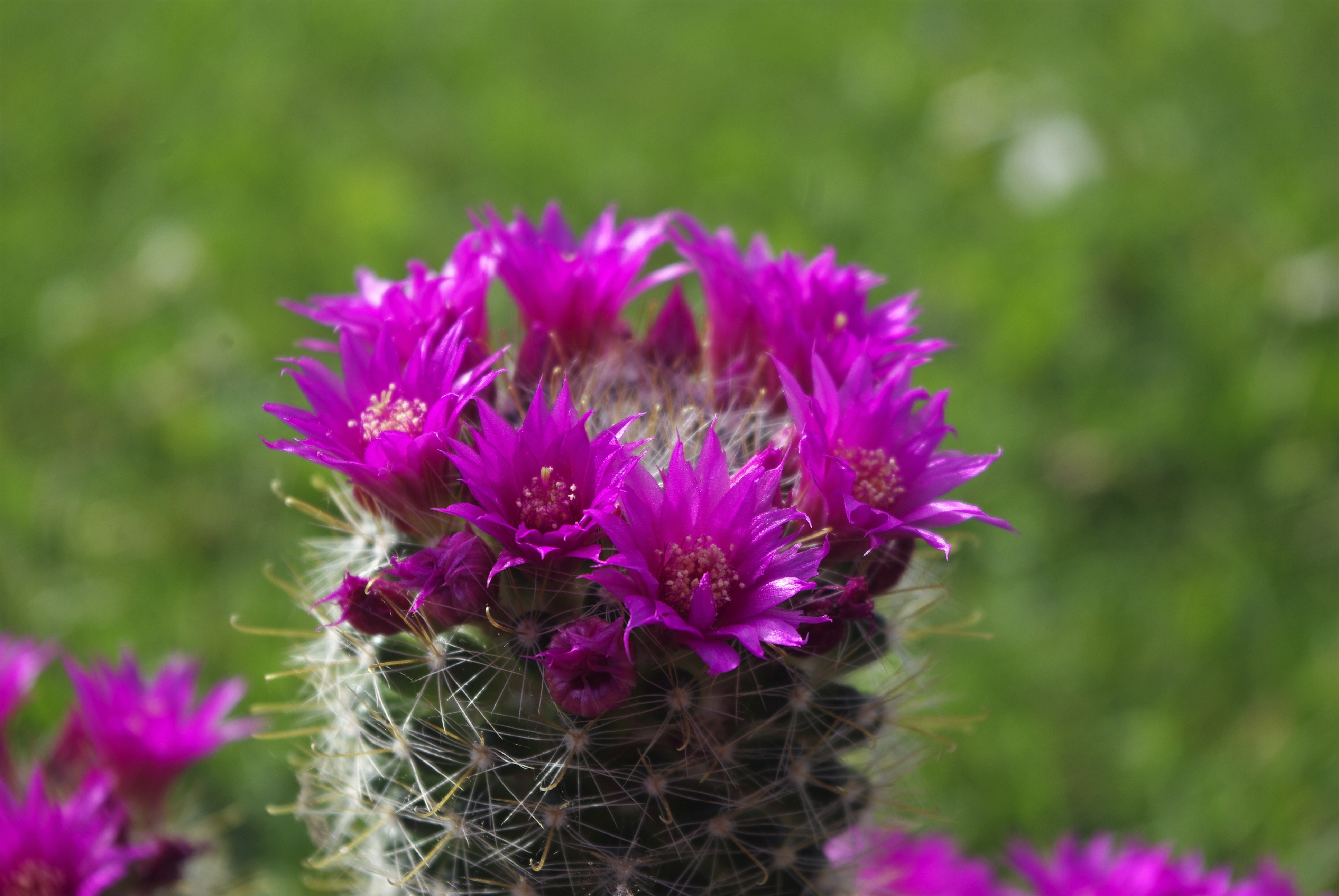 Cactus bright blossom bloom spur plant free image download