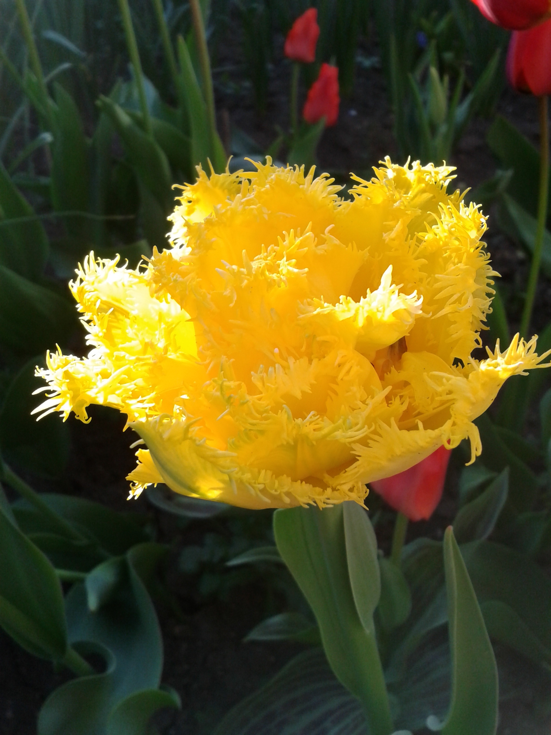 Unusual flower free image download