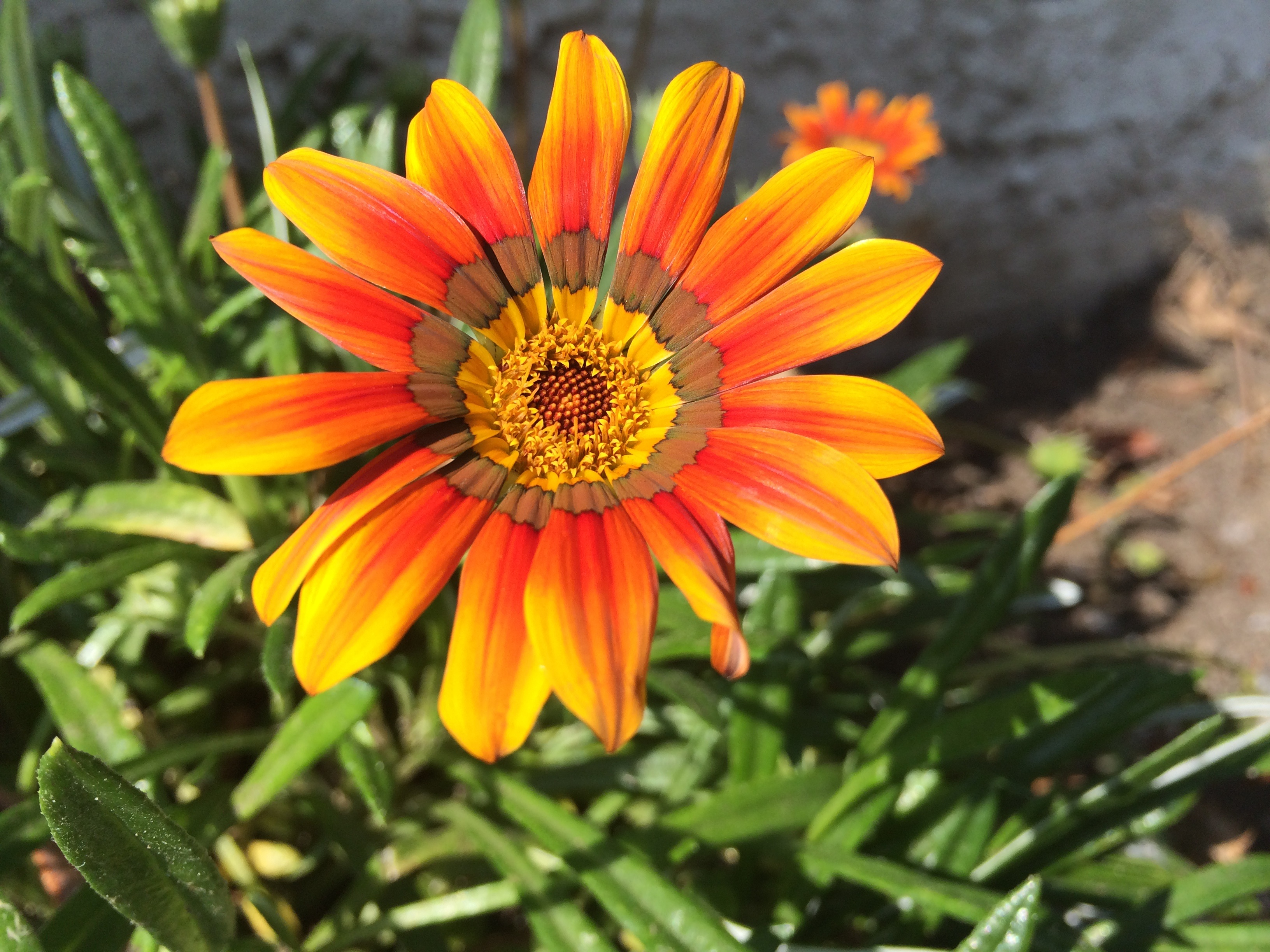 Orange Yellow garden Flower bloom free image download