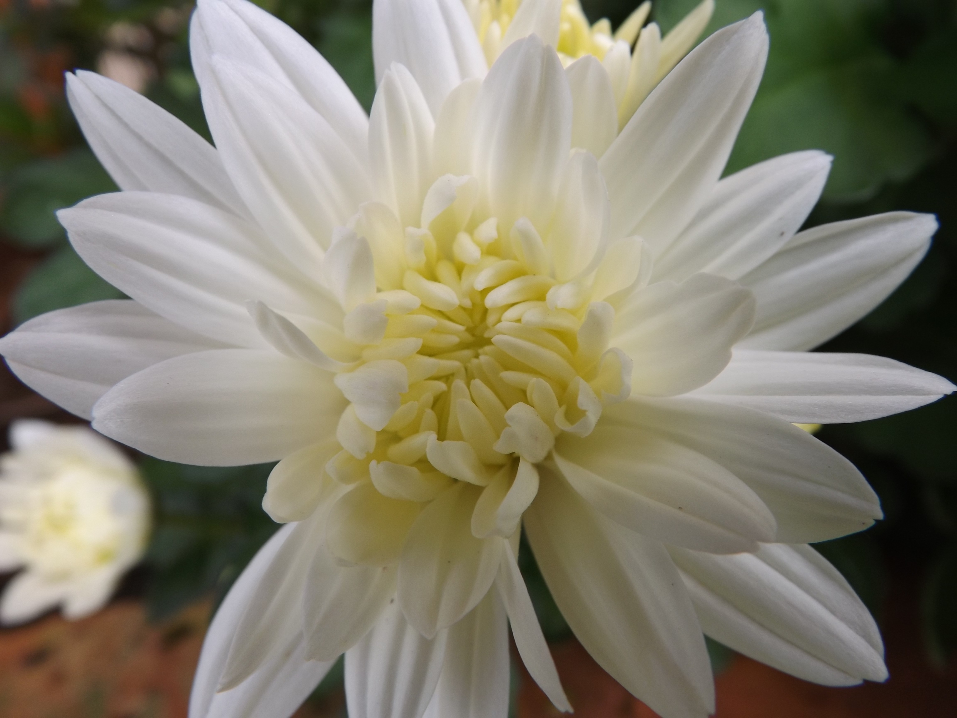 Closeup of the beautiful yellow flowers with white petals free image