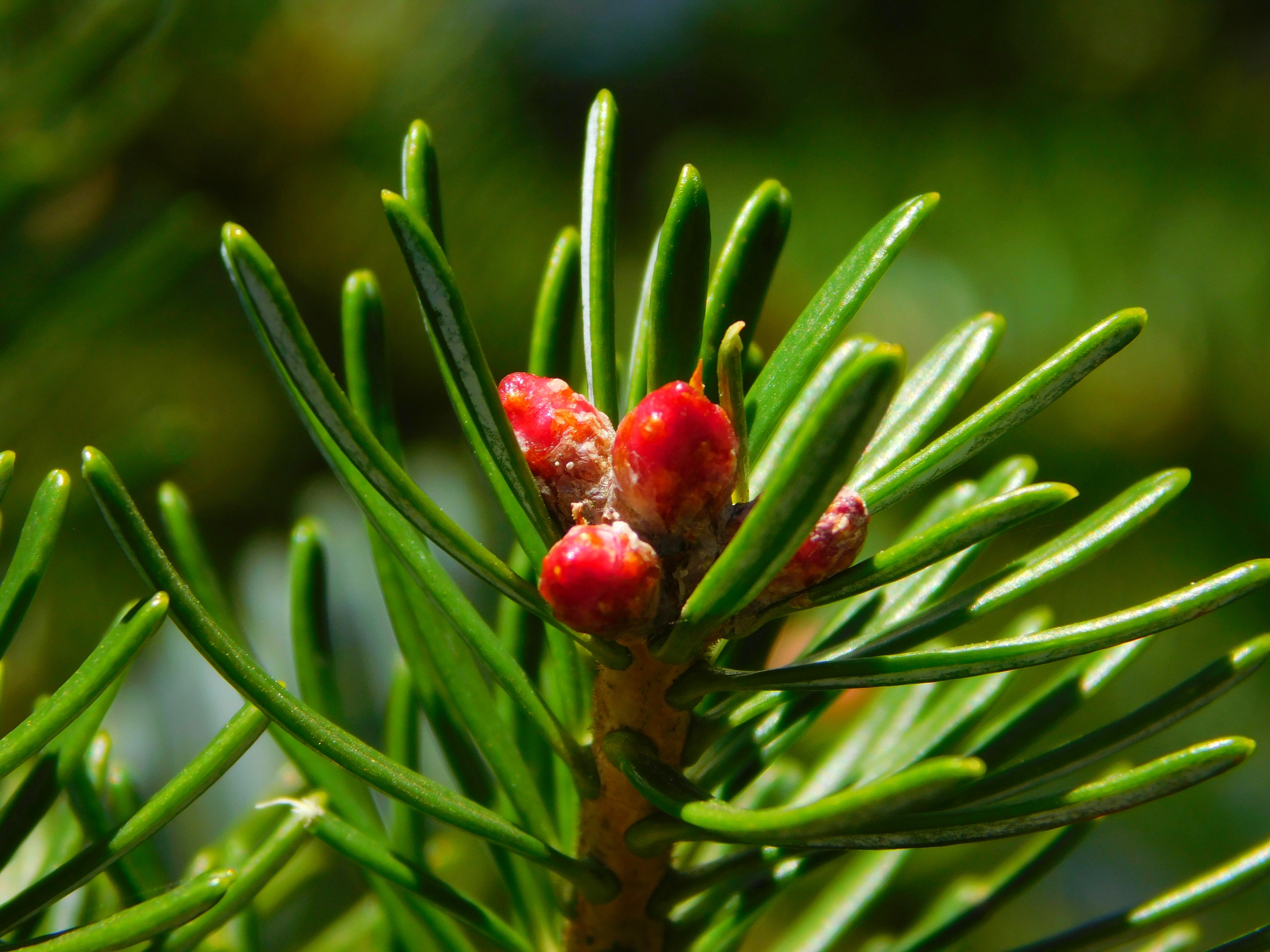 Gymnosperm plant on a branch closeup on blurred background free image