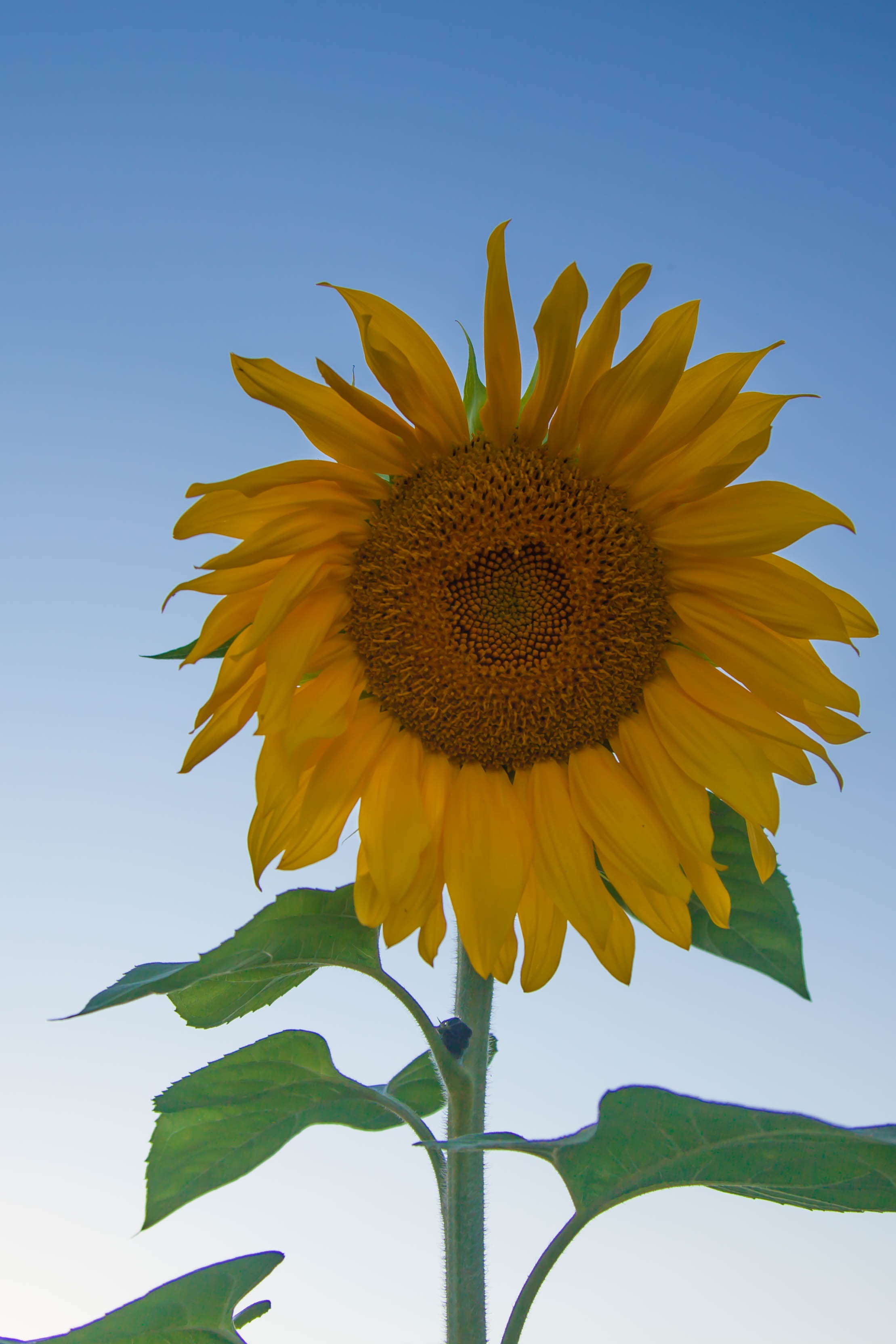 Sunflower living nature free image download