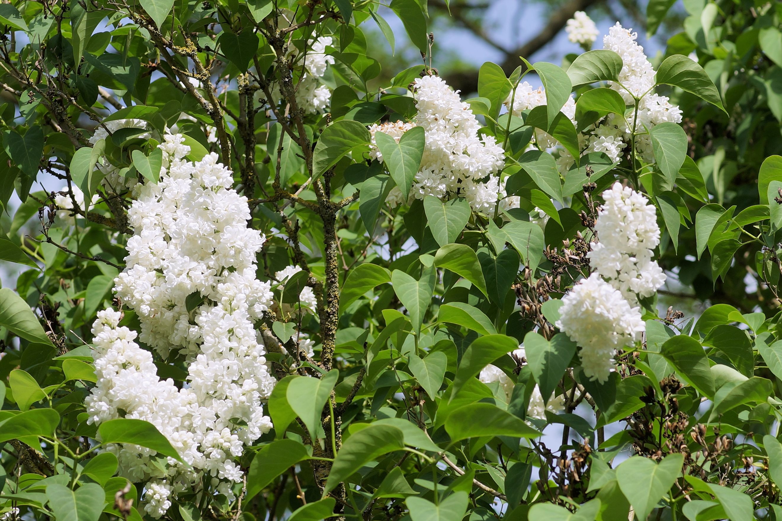Lilac White Spring Flowers free image download