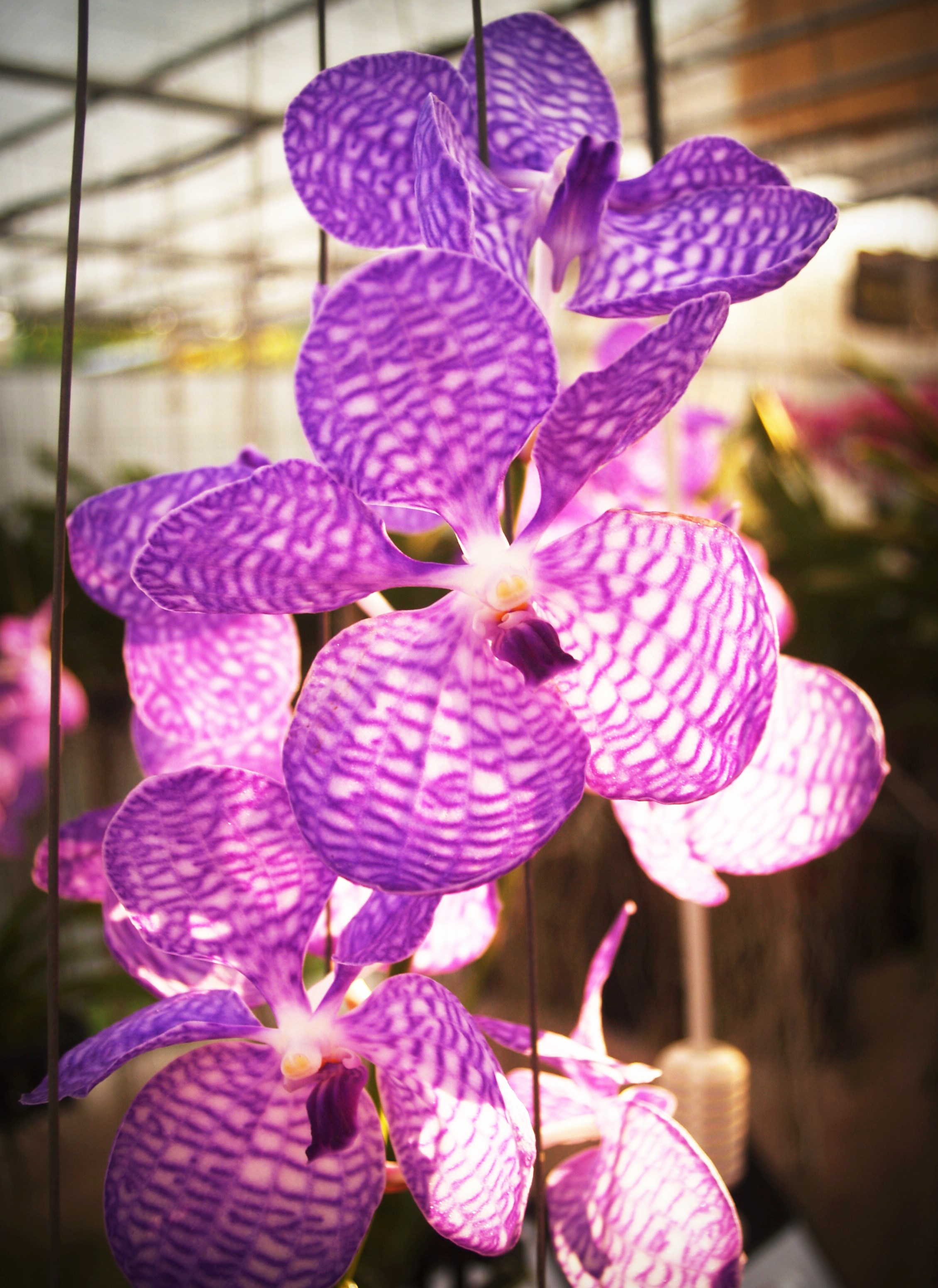 Tropical orchid flower growth free image download