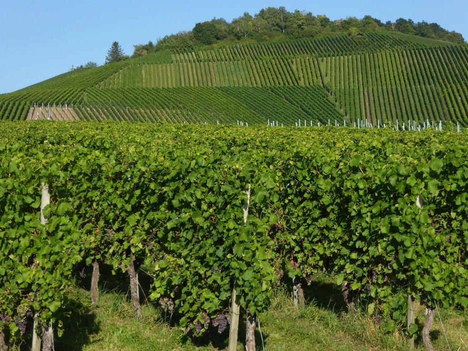 Green vineyards on the hill free image download