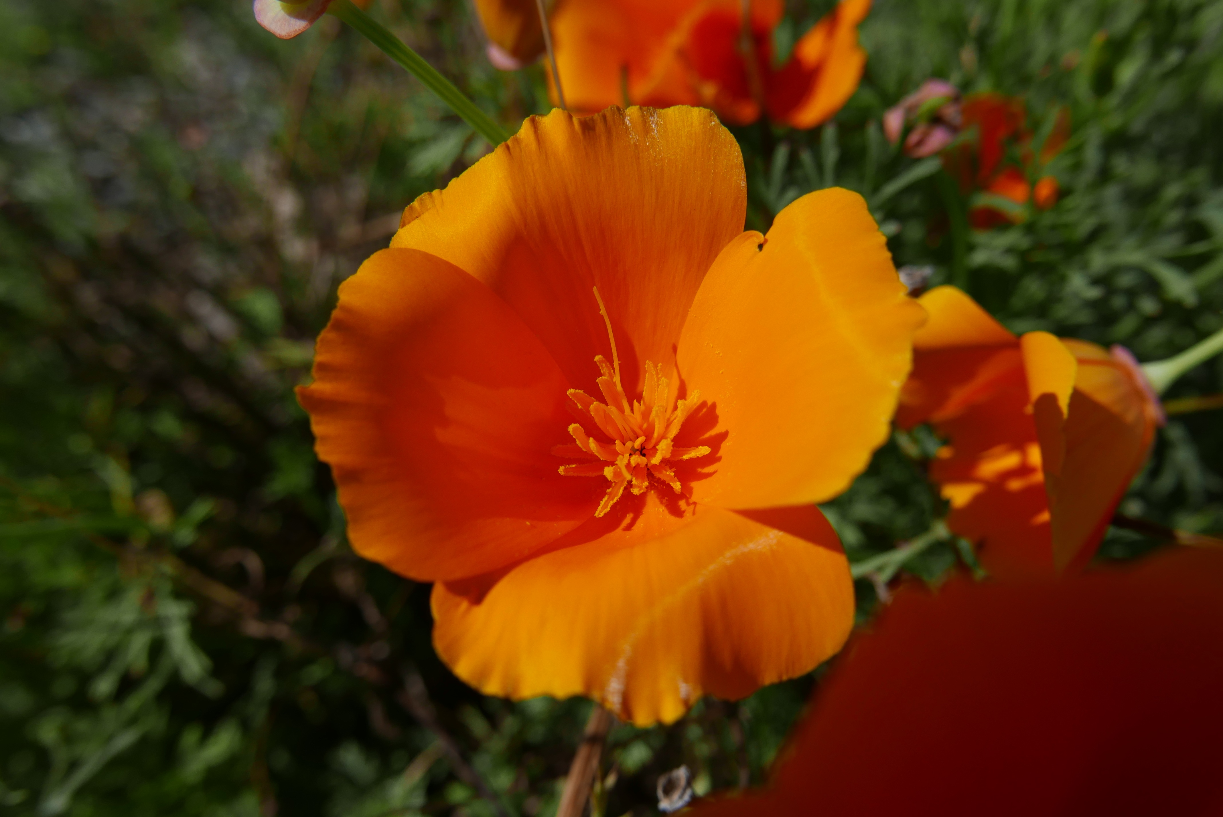 Orange garden flowers under the bright sun free image download