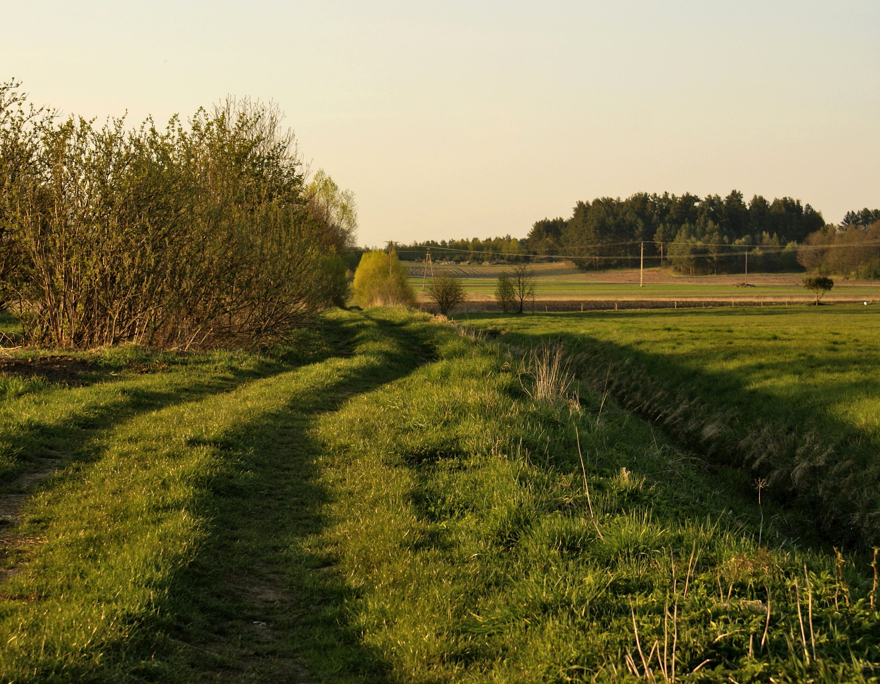 Road on a green meadow free image download