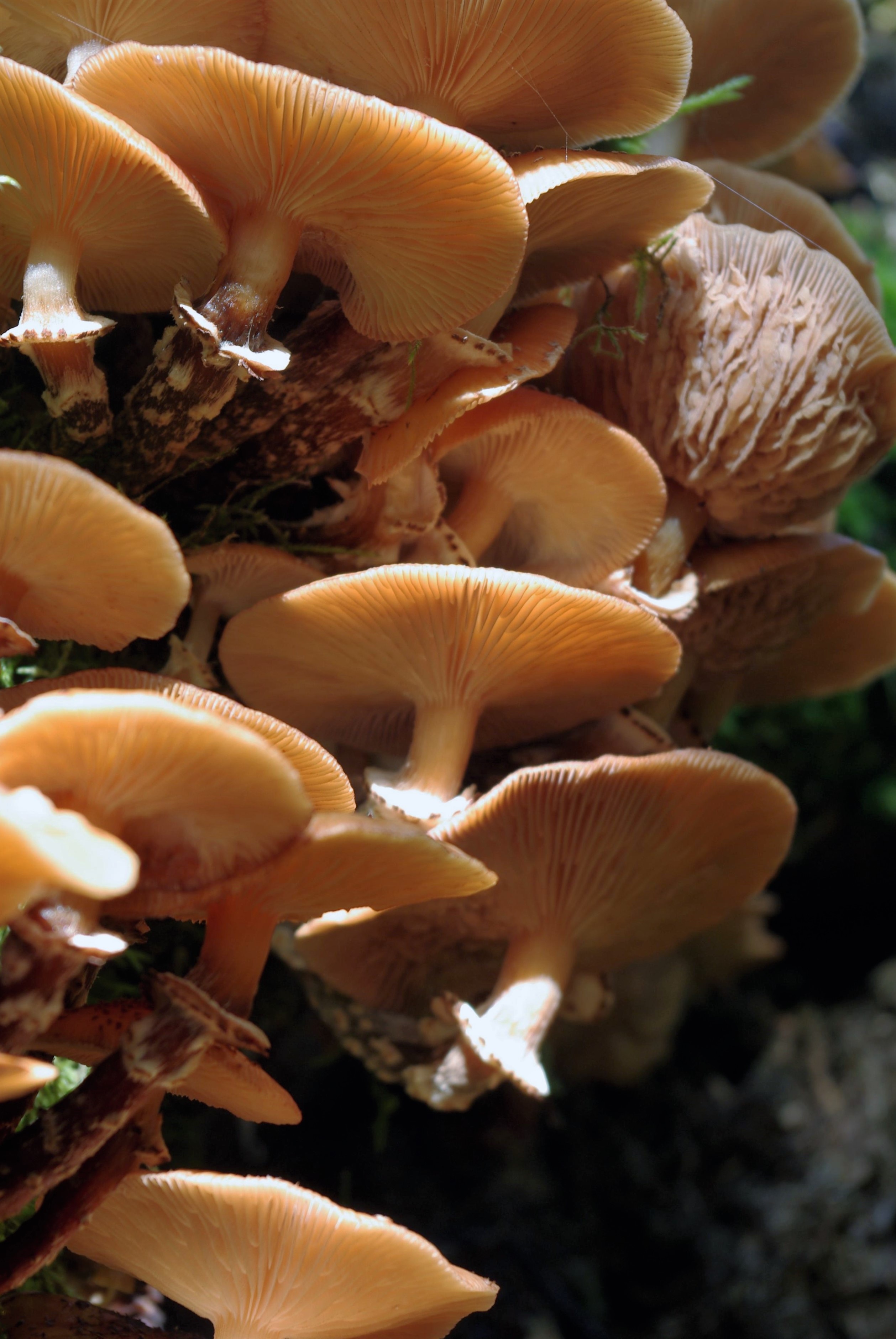 Light brown mushrooms in the sunlight close up free image download