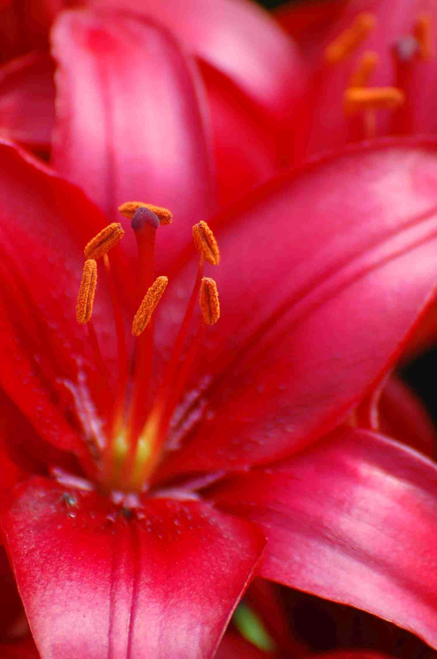 Pink Lilies Blossom free image download