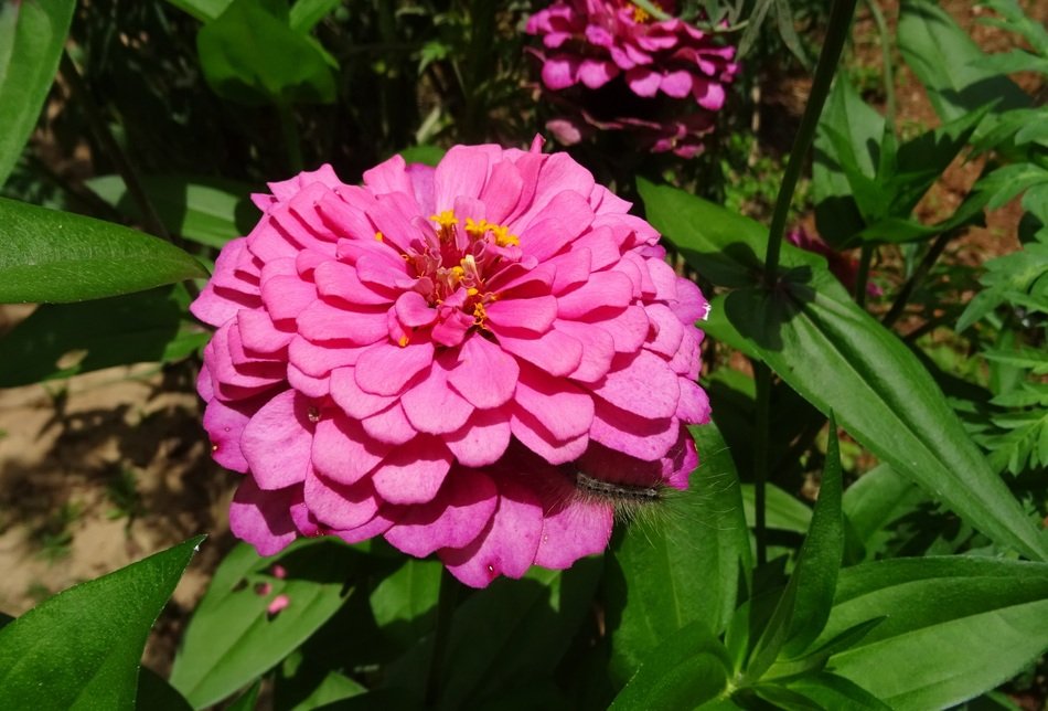 Zinnia, pink flowers closeup free image download