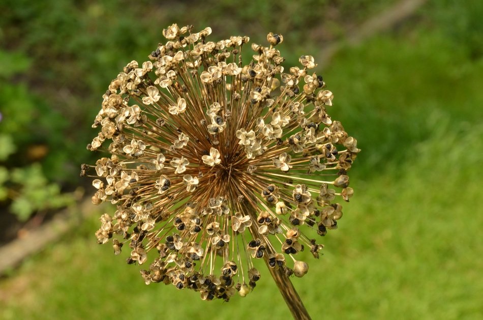 Ornamental Onion seed head with ripe seeds close up free image download