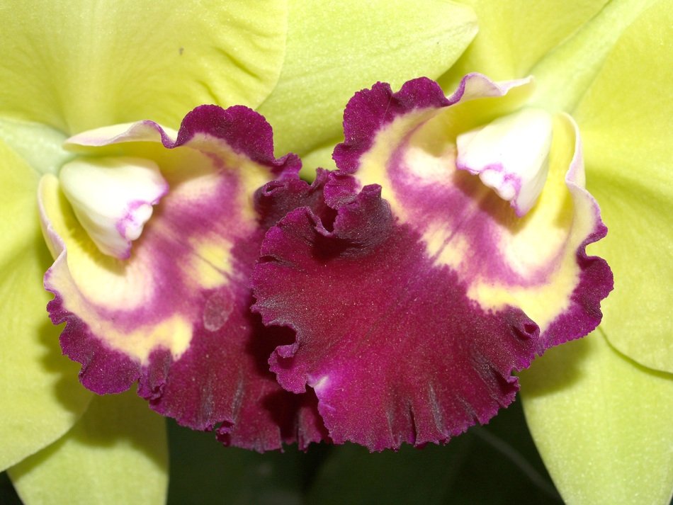 Yellowpurple orchid closeup free image download