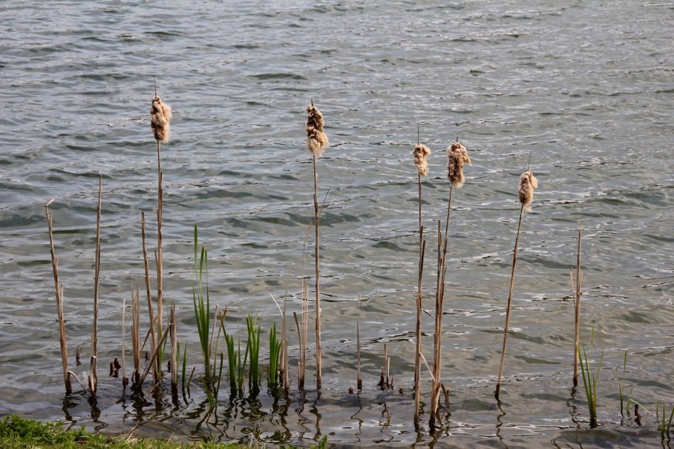 Reed in the water of a lake free image download
