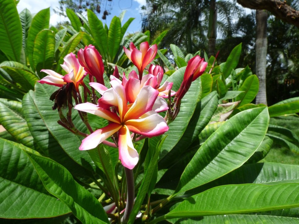Beautiful and colorful flowers with green leaves in Dominican Republic