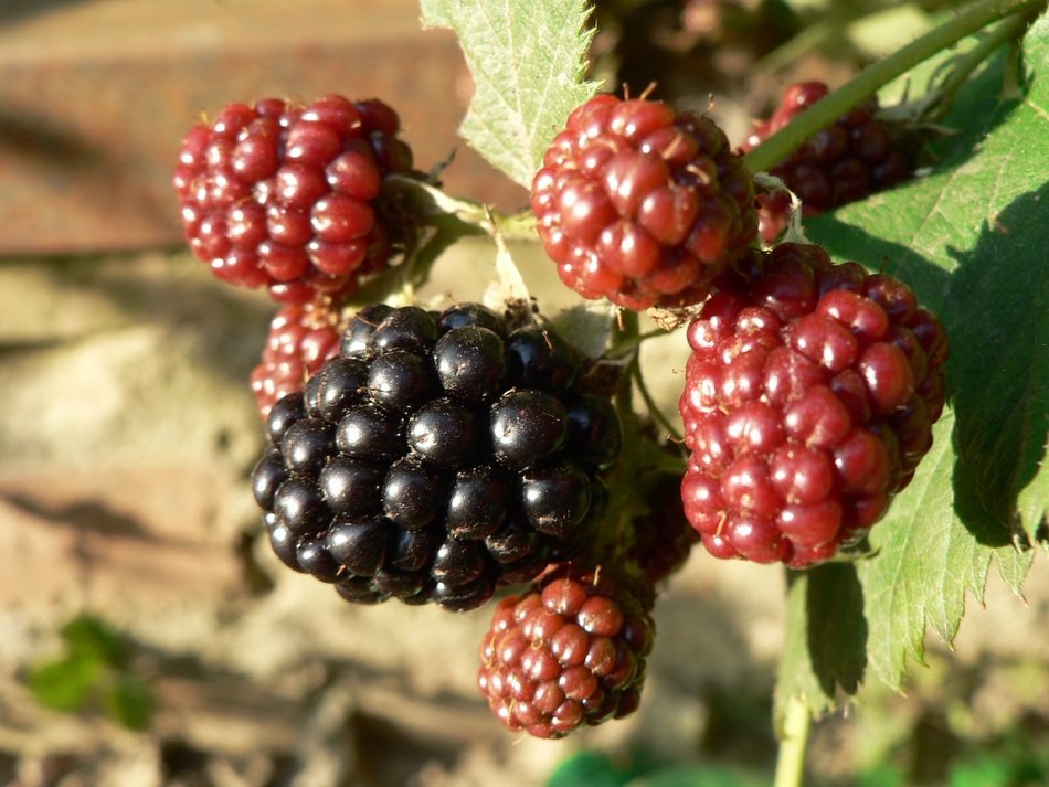 Black and red blackberry berries close up free image download