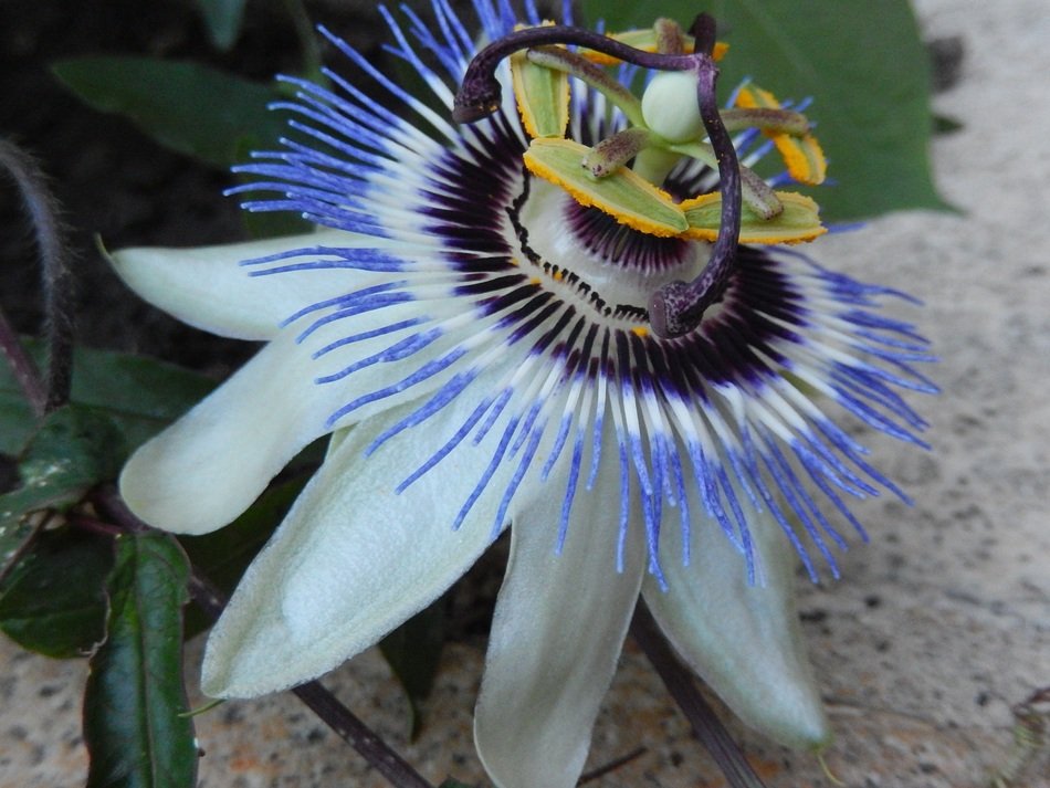 Exotic passion flower in the garden free image download