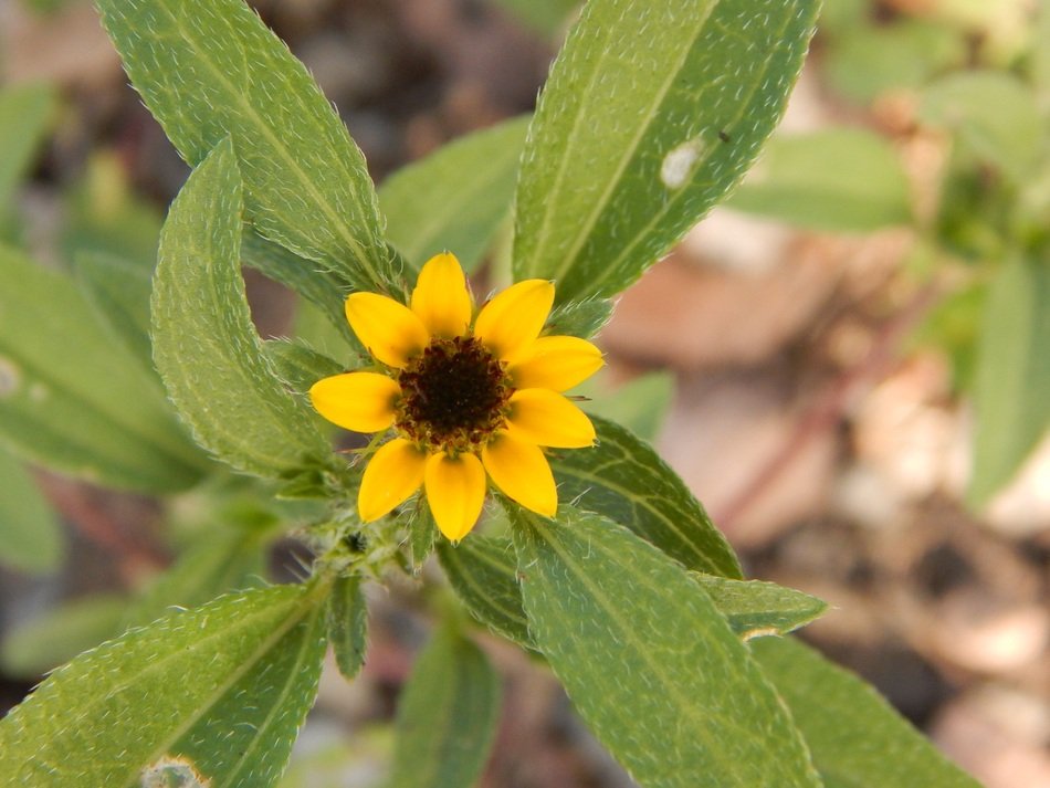 Wild plant with yellow flower free image download