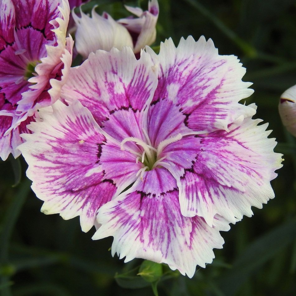 Purple carnation flower free image download