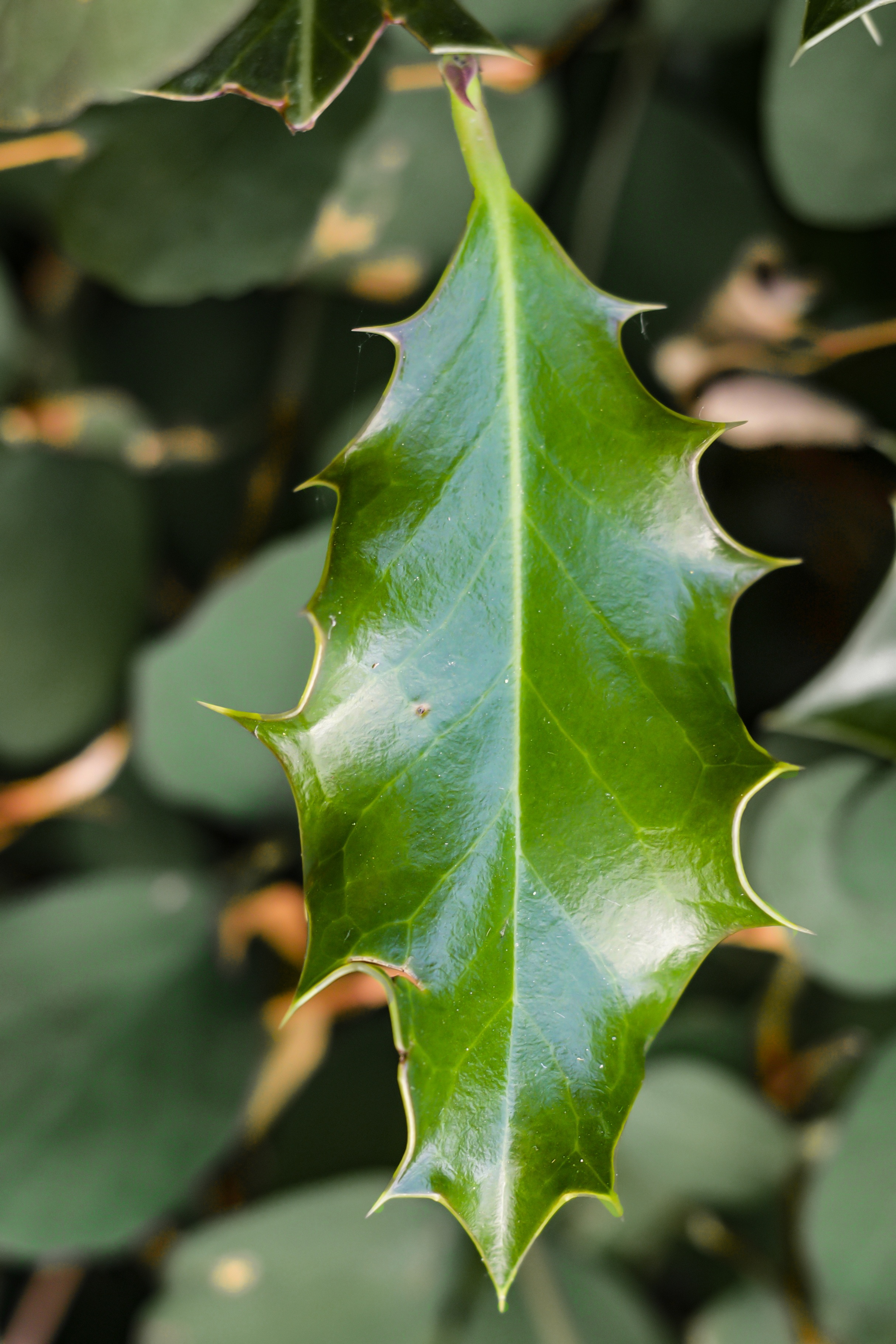 Shiny holly leaf free image download