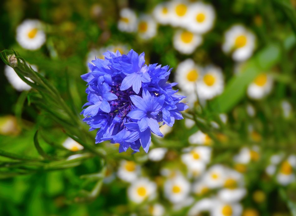 Blue delicate flower free image download