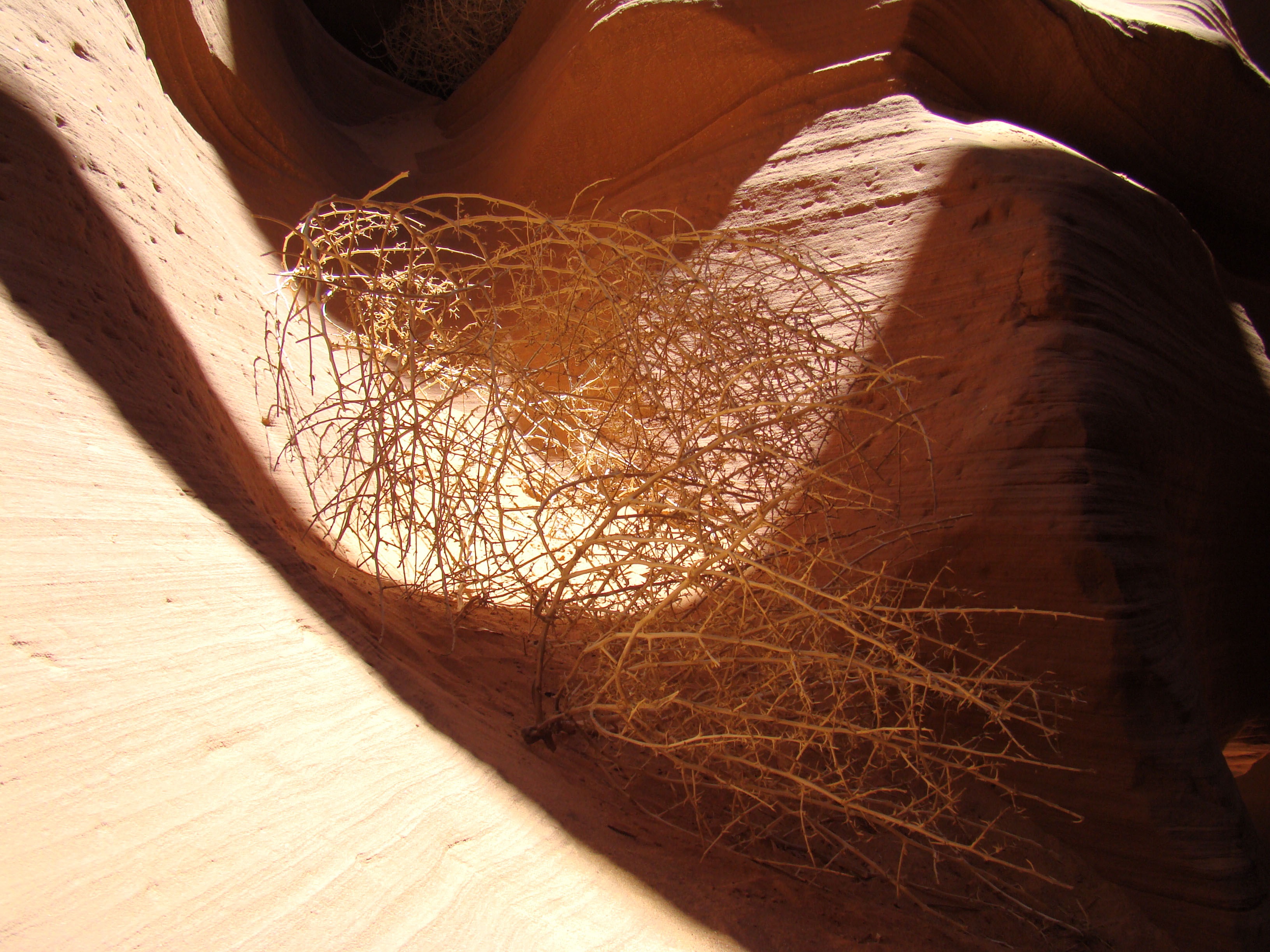 Dry plant in the desert in Arizona free image download