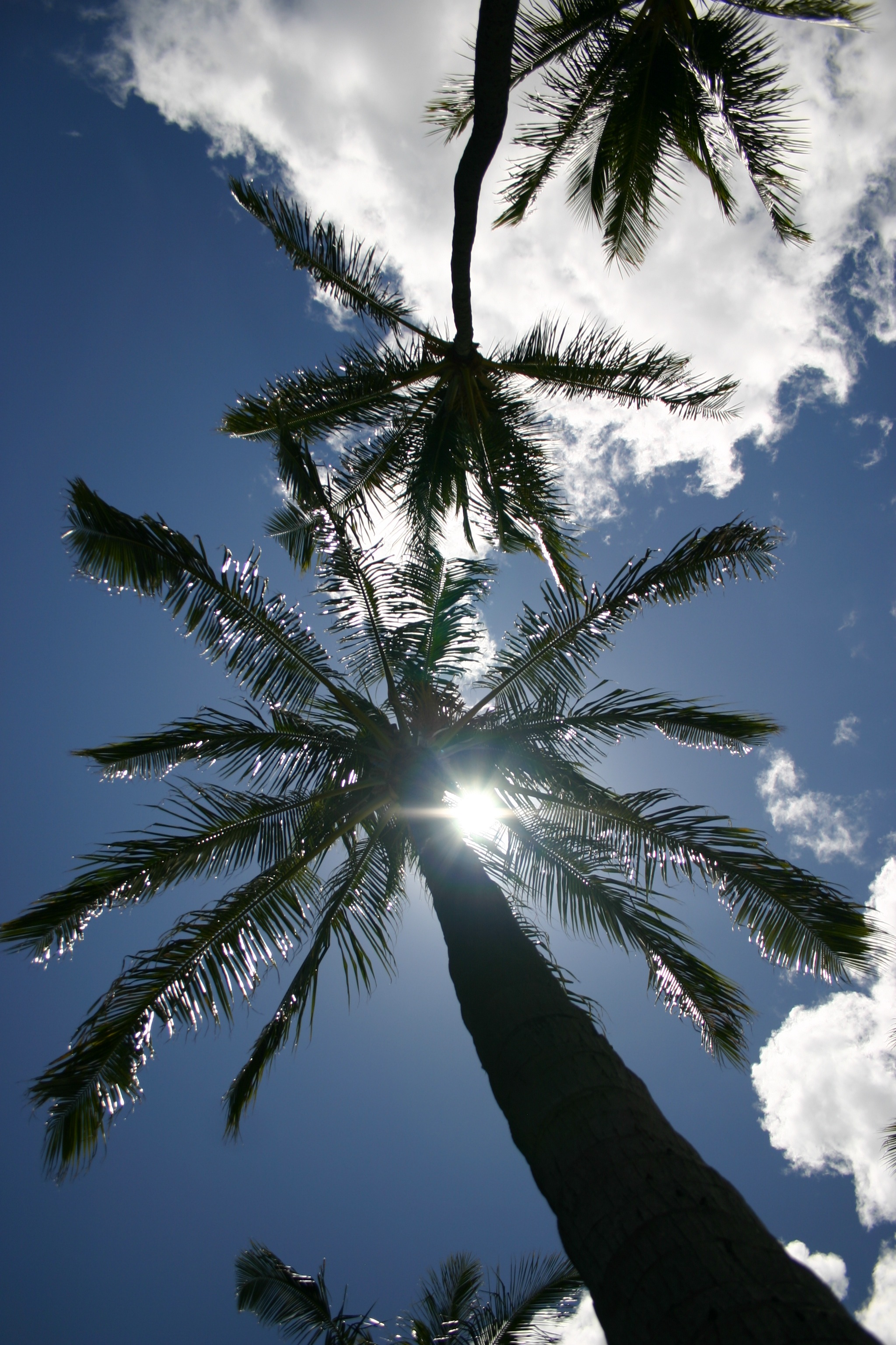 Palm Trees Hawaii free image download