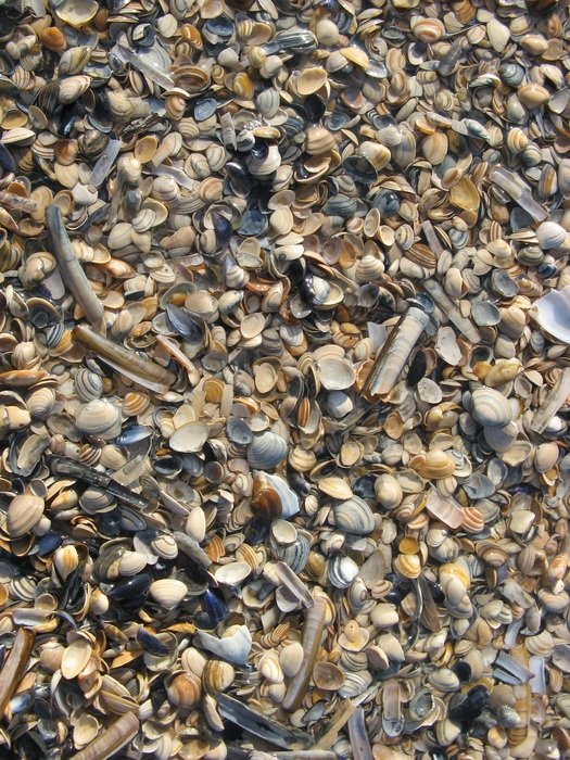 Small Mussels Beach free image download
