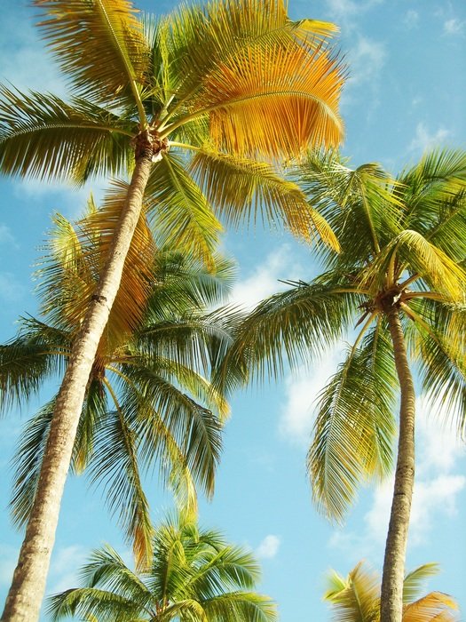 Unusual beauty Palm Trees free image download