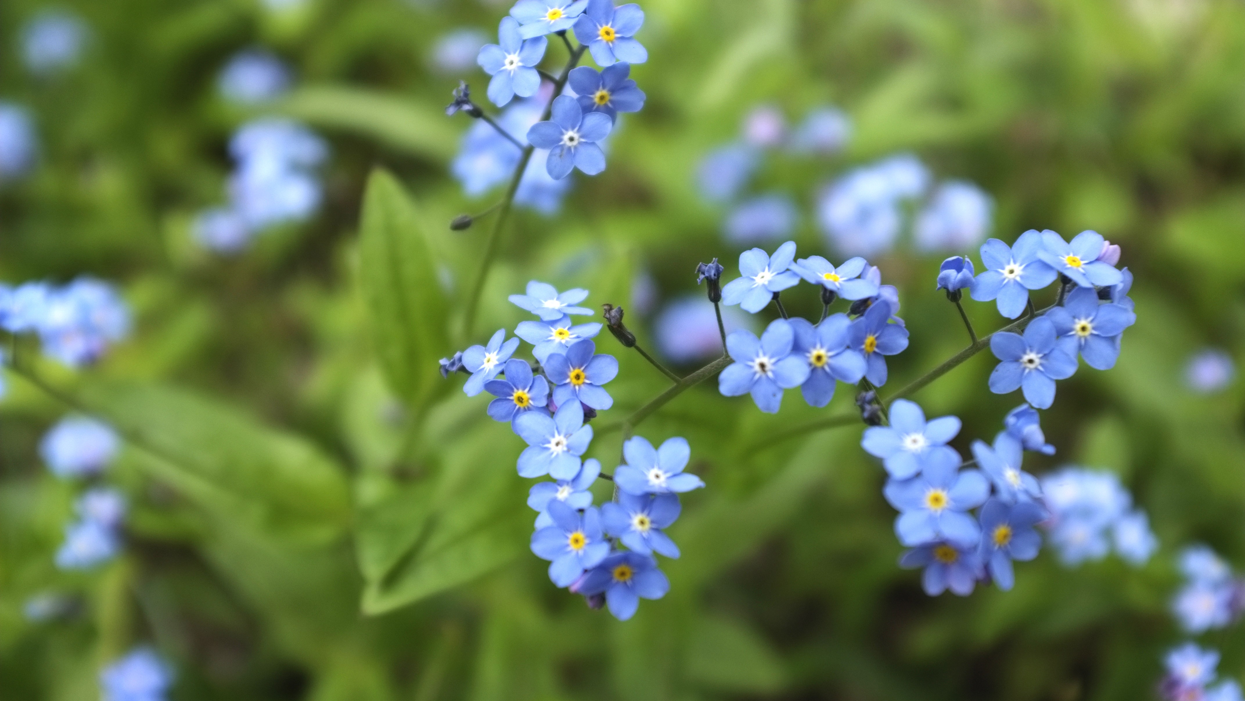 me not meadow blue plant free image download